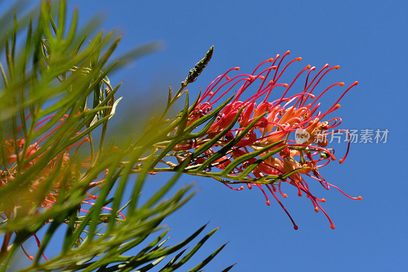 Grevillea Banksii /红色丝滑橡木花